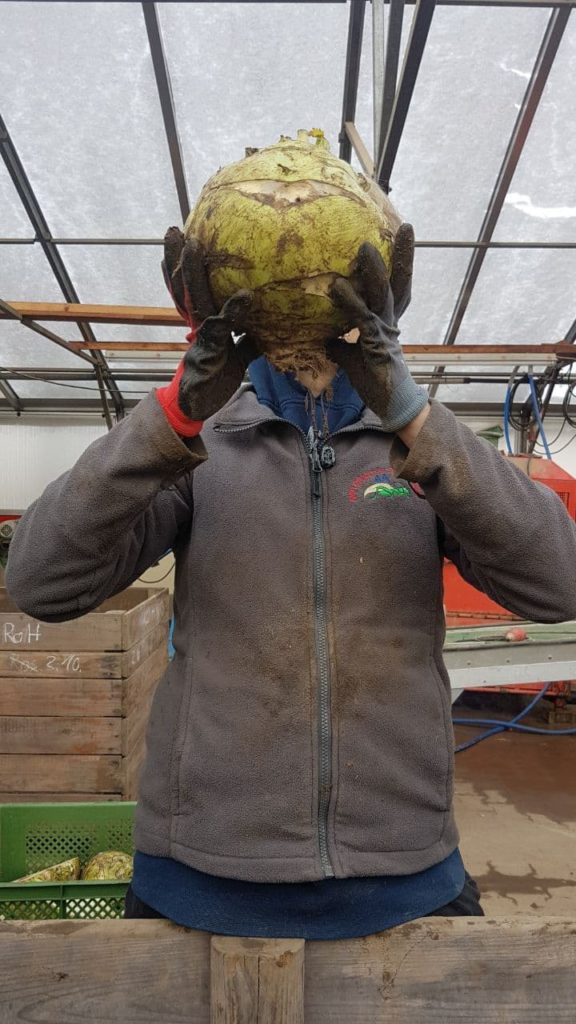 Superschmelz Kohlrabi Kopf