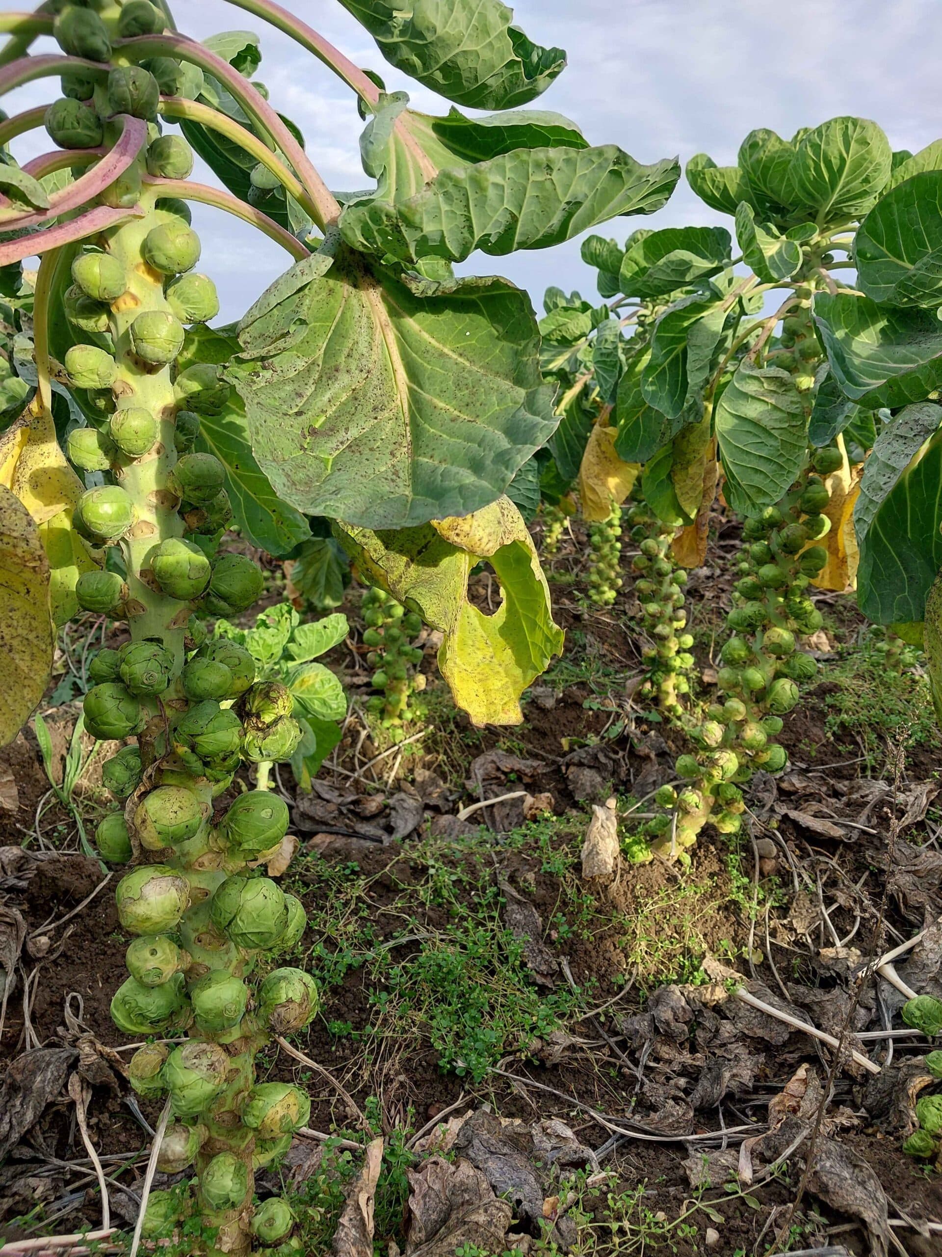 Rosenkohl KoLa Leipzig