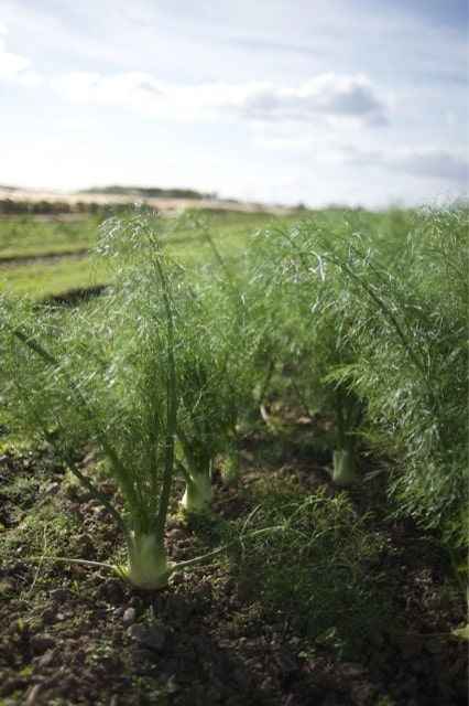 Fenchel KoLa Leipzig