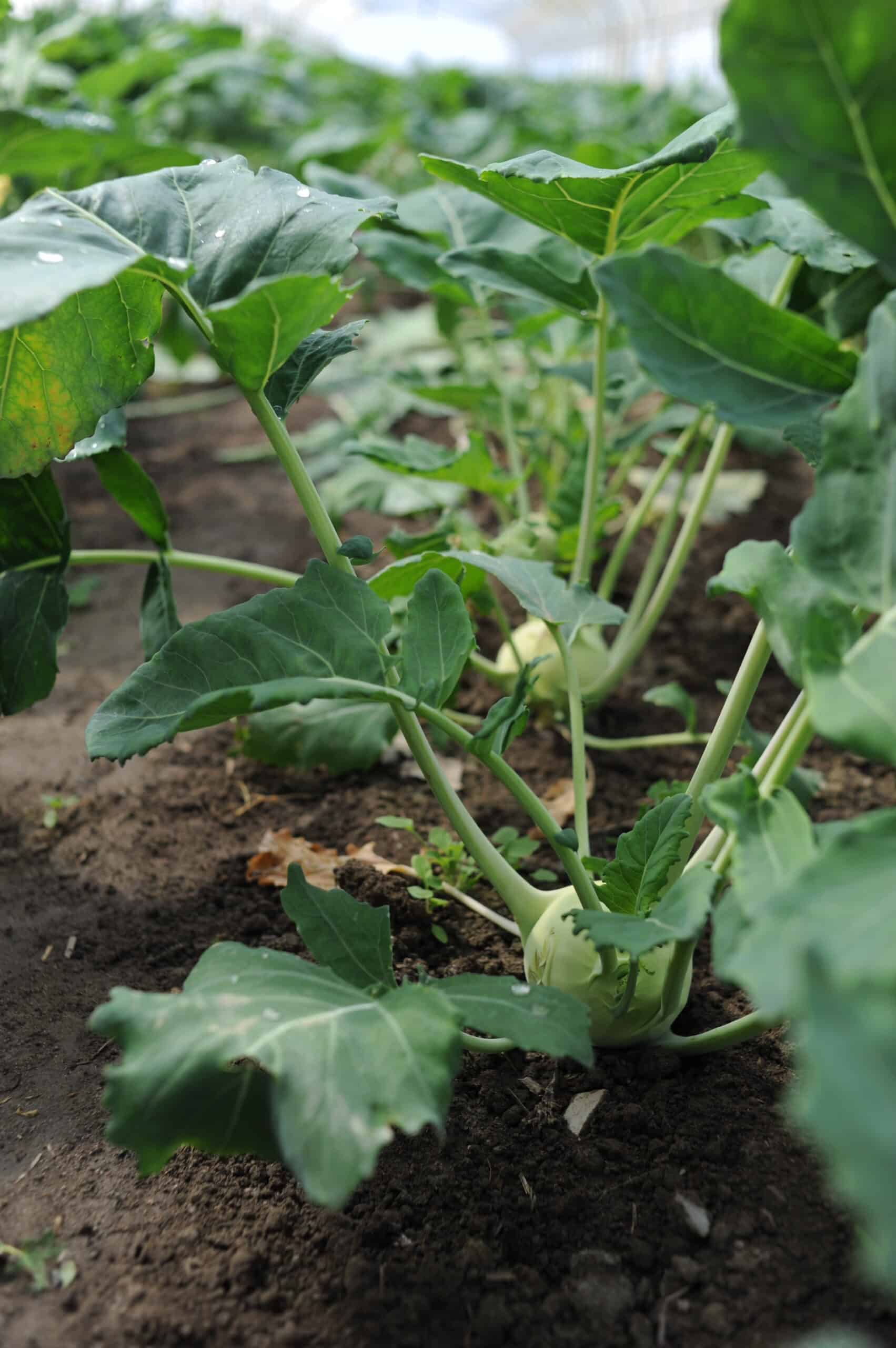 Kohlrabi weiß KoLa Leipzig