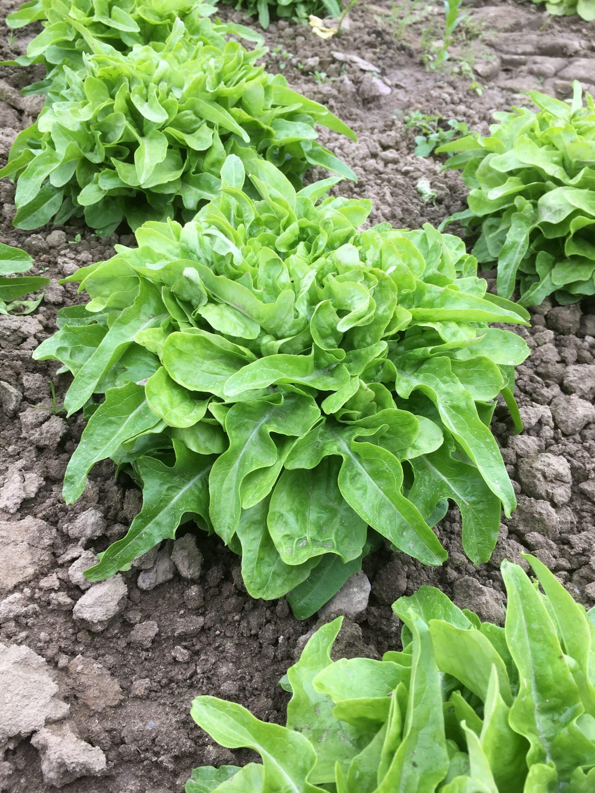 Krulsalat KoLa Leipzig