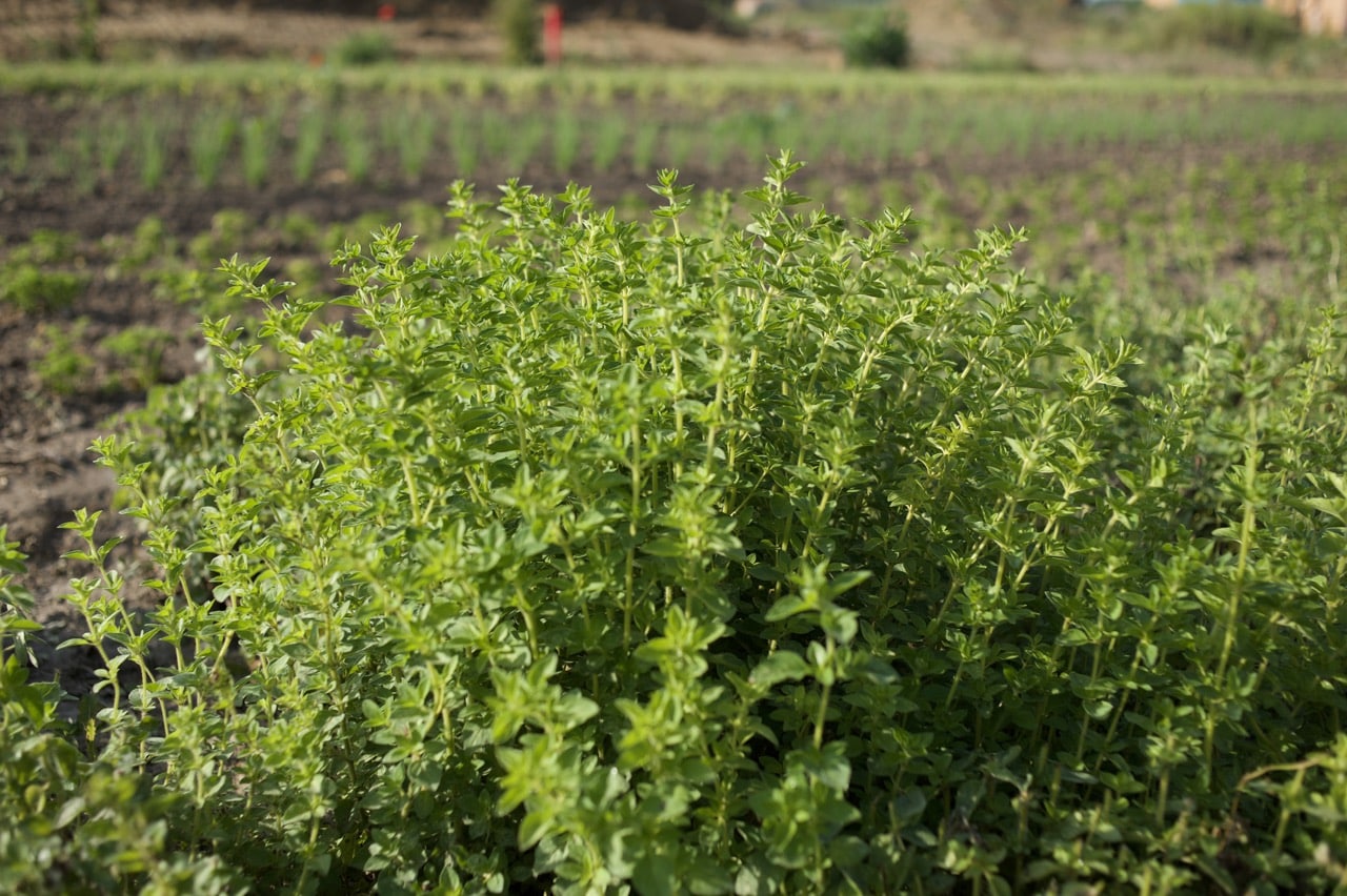 Oregano KoLa Leipzig