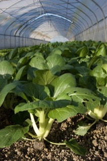 Pak Choi KoLa Leipzig