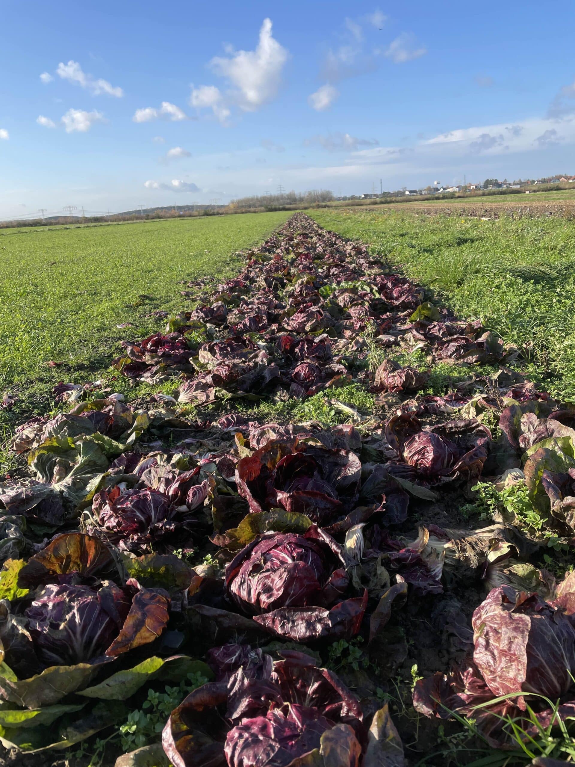 Radicchio KoLa Leipzig