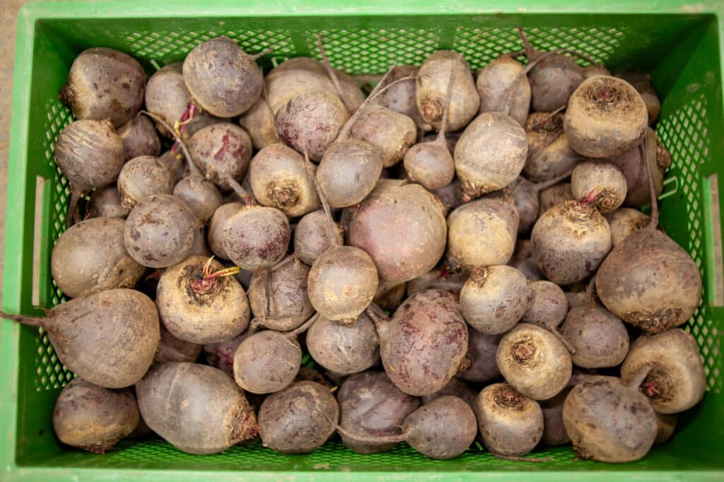 Rote Bete KoLa Leipzig