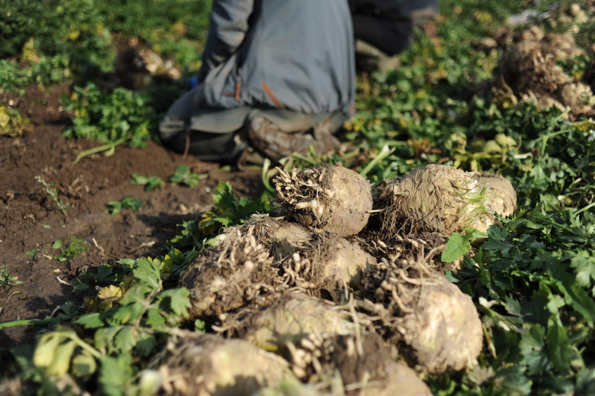 Sellerieschnitzel mit Mozzarella-Füllung - KoLa Leipzig - Solidarische ...
