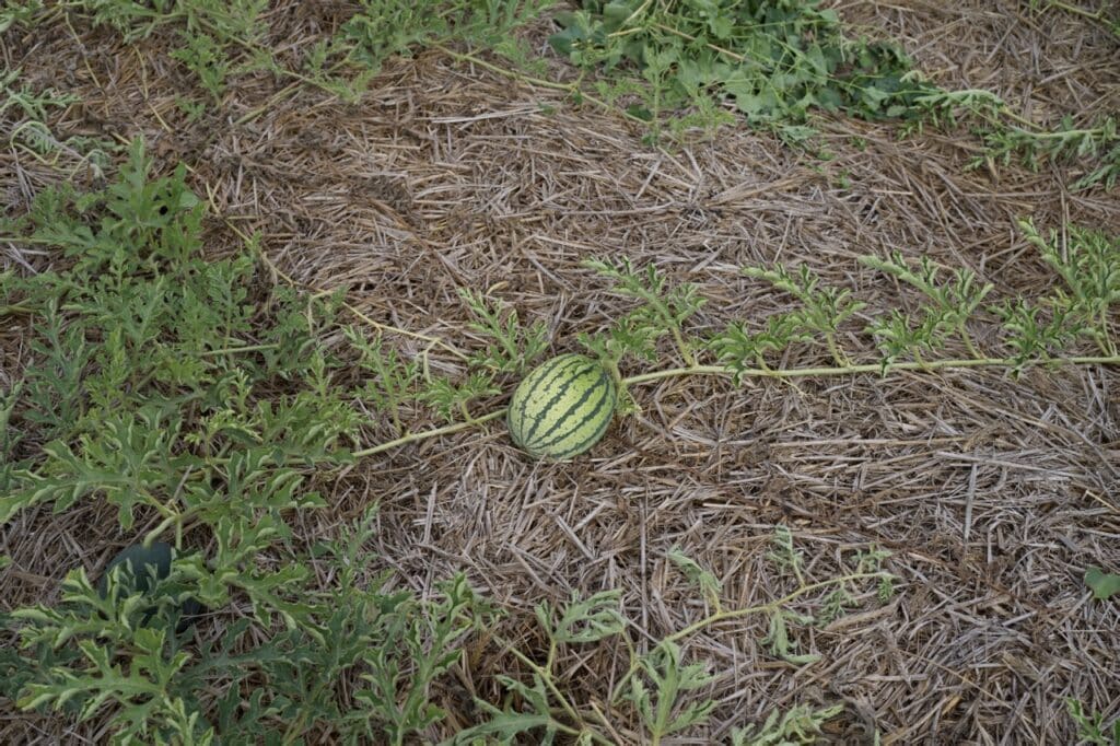 Wassermelone Kola Leipzig