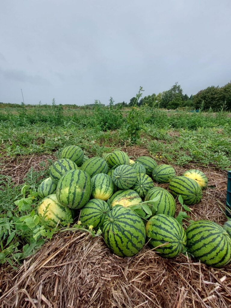 Wassermelonen KoLa Leipzig