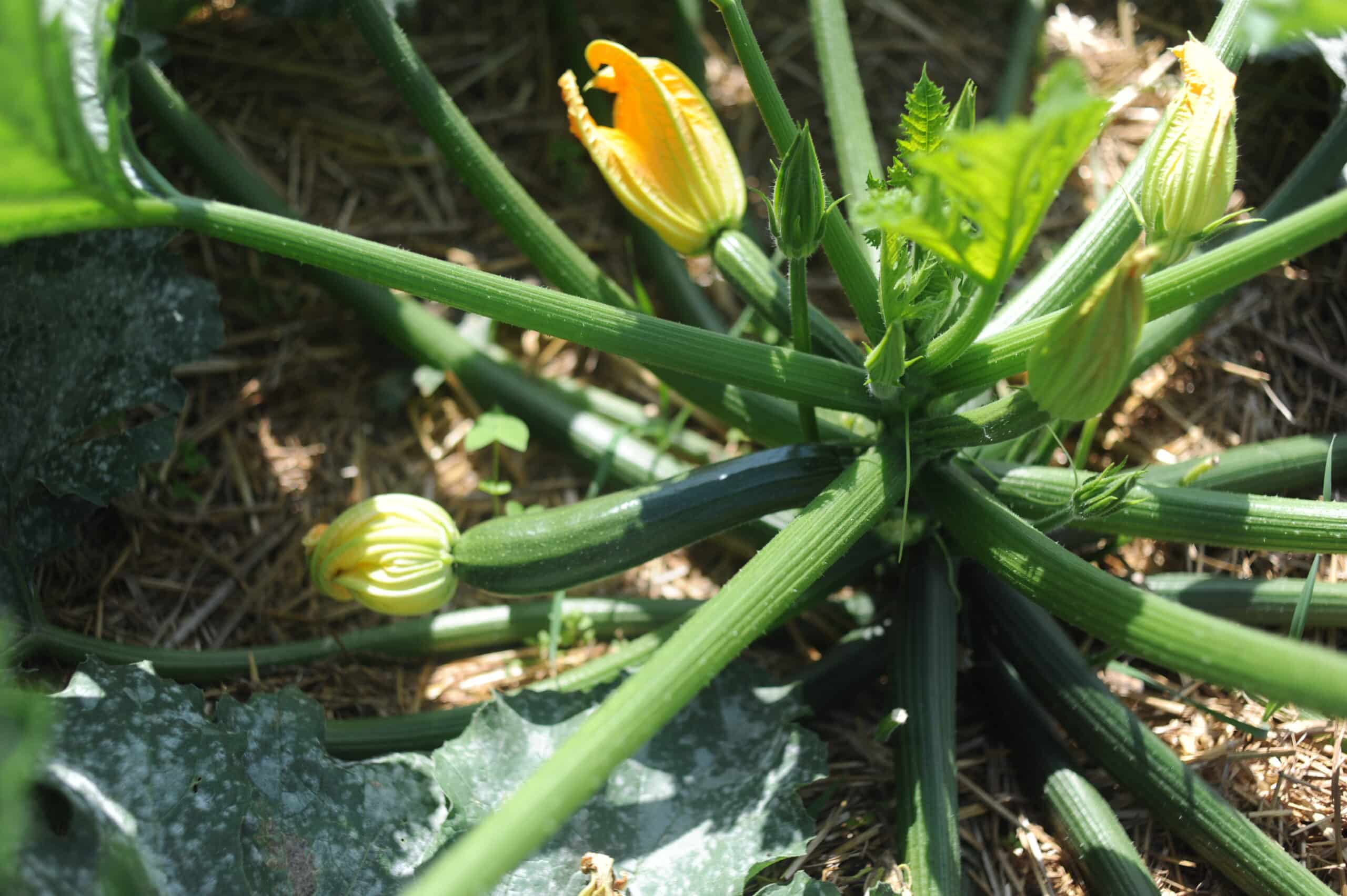 Zucchini KoLa Leipzig