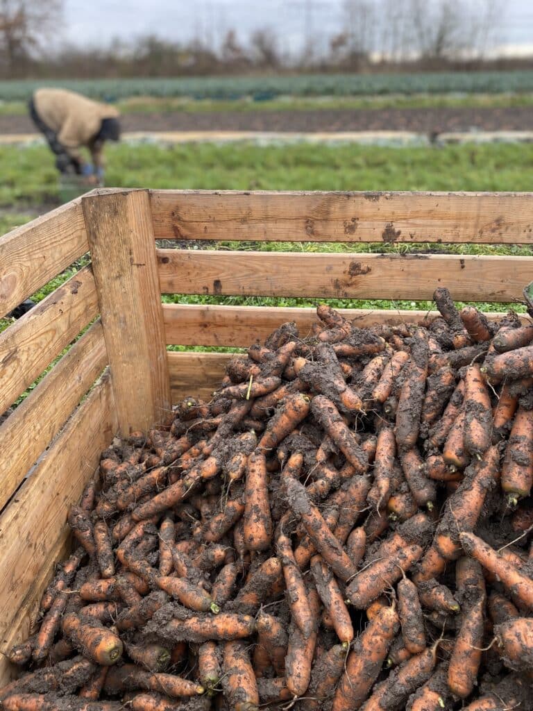 Möhren Kola Leipzig