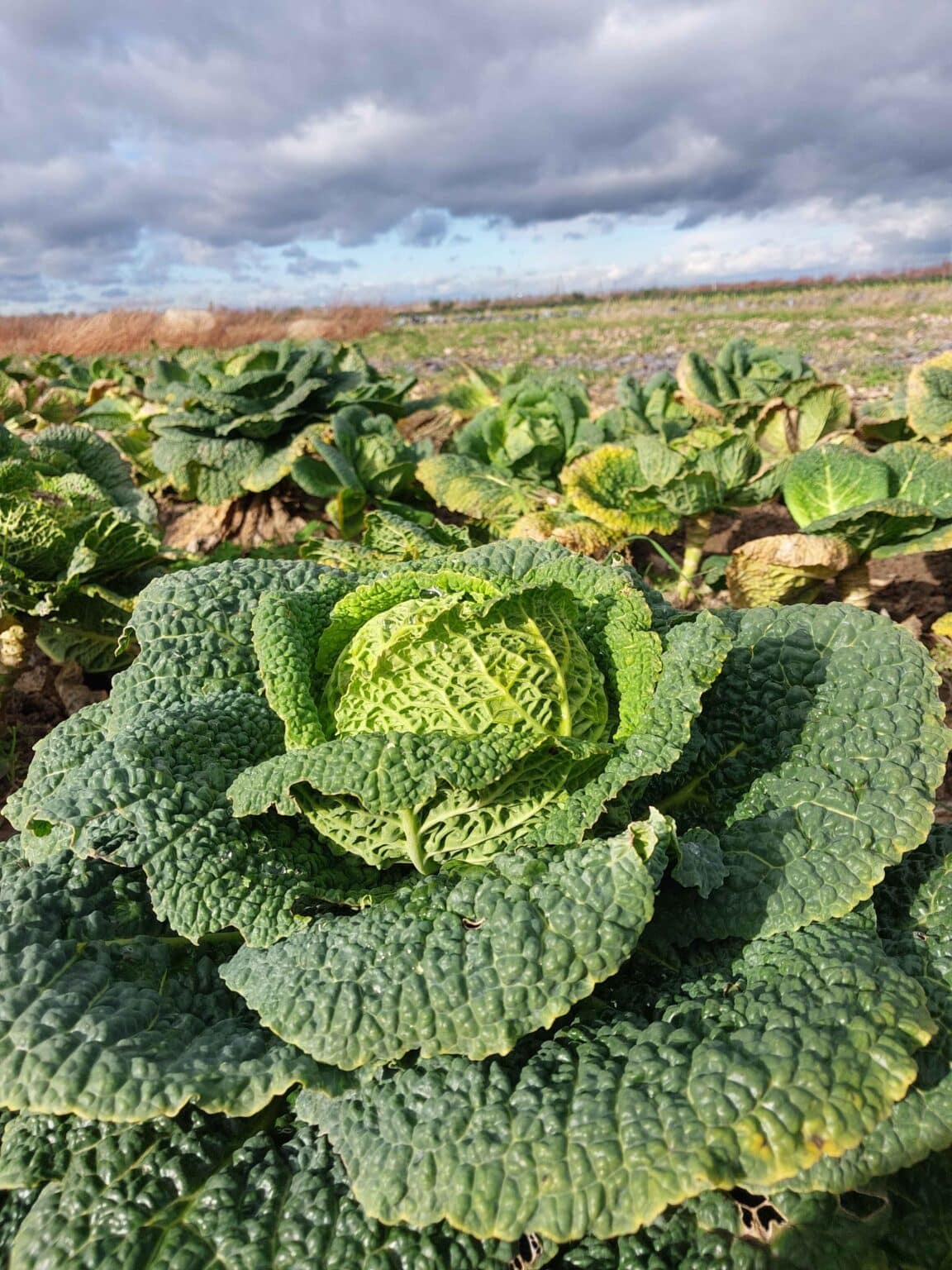 Wirsingsalat - KoLa Leipzig - Solidarische Landwirtschaft