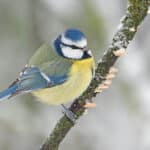 Brutvögel-Rundgang