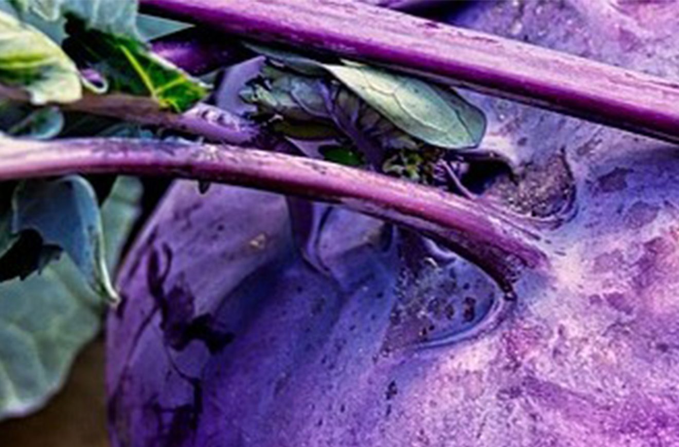 kohlrabi kohlrabi